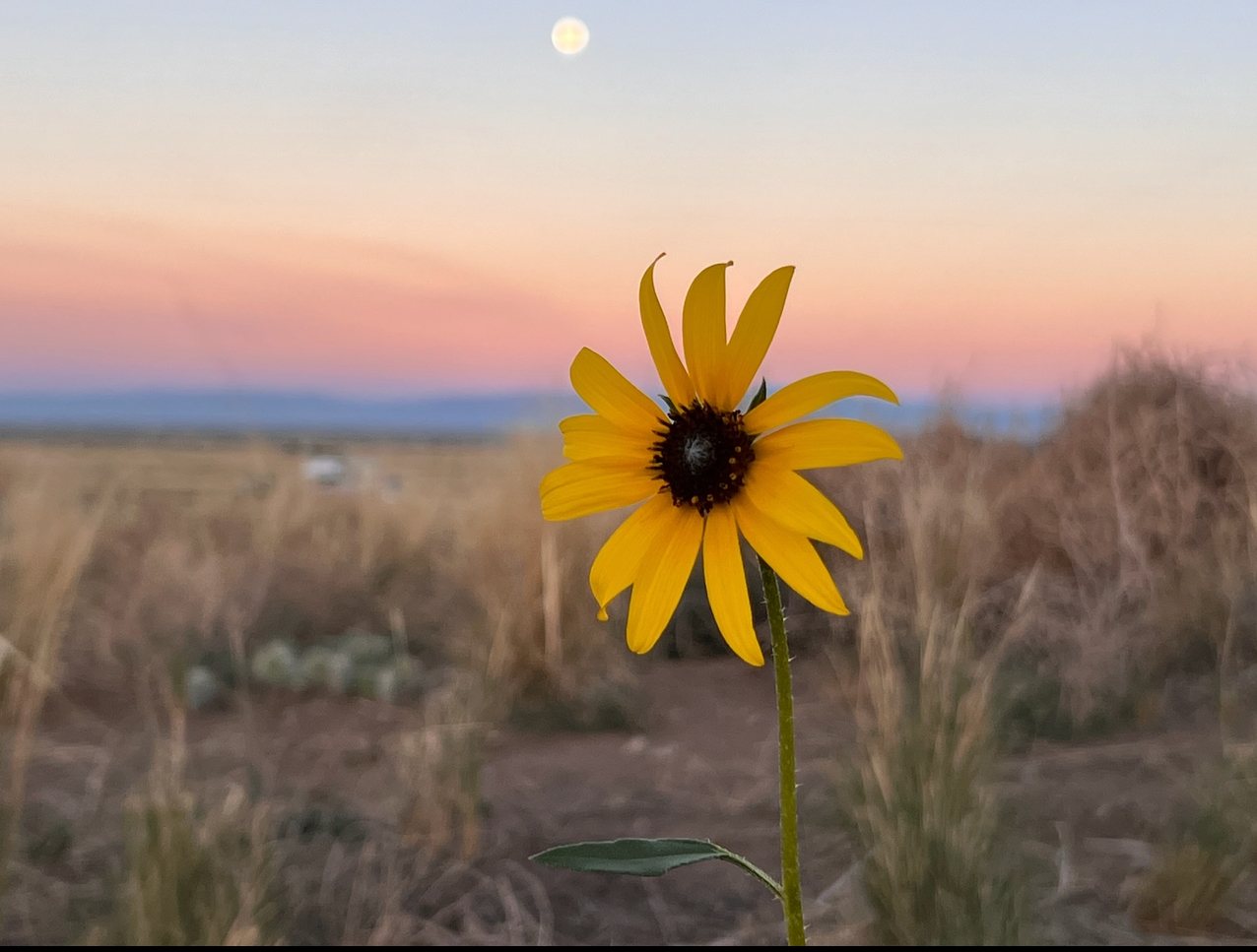 Sunflower at dusk